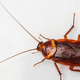 Image for article titled DNA Nanobots Turn Cockroaches Into Living, 8-Bit Computers